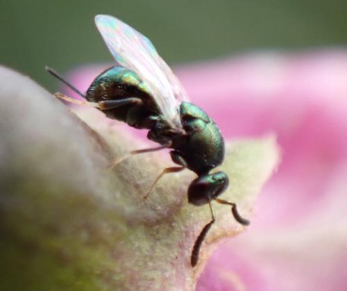 Torymus sp.